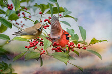 Cedar Waxwing And Northern Cardinal Perched In American Holly Tree Loaded With Red Berries