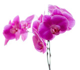 Fototapeta Storczyk - Orchidaceae.