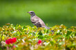 A Female Northern Mockingbird looking over her nestlings.
