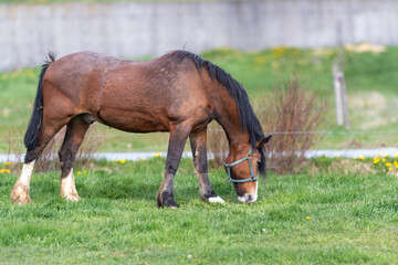 Wall Mural - A chestnut brown horse standing and grazing in a green grassy field. The large muscular animal has white hoofs, long black mane and tail. The field has small yellow flowers, shrubs and a wooden fence.