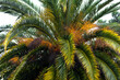 © Jonathan - big palm tree. Leaves, stems, tree branches. Green nature.