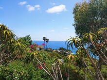Hillside View Of The Ocean Surrounded By Lush Green Trees And Colorful Flowers