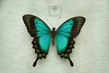 Beautiful Papilio lorquinianus albertisi butterfly on white background