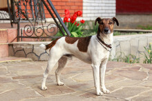 Dog Breed Smooth Fox Terrier