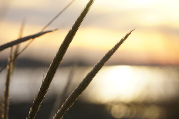 Wall Mural - sunset in the grass