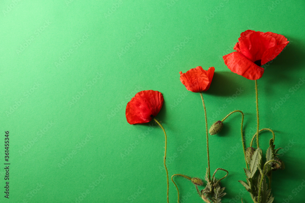 Beautiful red poppy flowers on green background, flat lay. Space for text - obrazy, fototapety, plakaty 