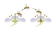 © Aldona - Diagram of flower pollination by an insect