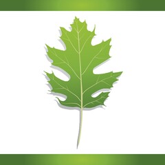 Poster - Black oak leaf