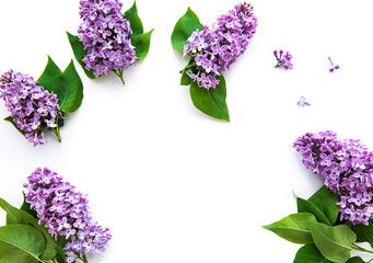  Lilac flowers on a white background