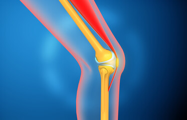 Wall Mural - Human knee joint anatomy. 3d illustration..