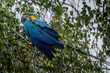 Ara ararauna. Blue-yellow macaw parrot portrait. Ara macaw parrot