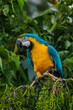 Ara ararauna. Blue-yellow macaw parrot portrait. Ara macaw parrot