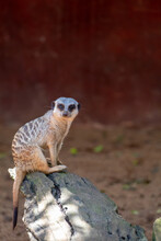 Perched Meerkat