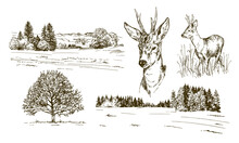 Rural Landskape, Forest And Meadow With Deer. Hand Drawn Set.
