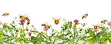 Honey bees in meadow flowers, summer grasses. Seamless floral border. Watercolour