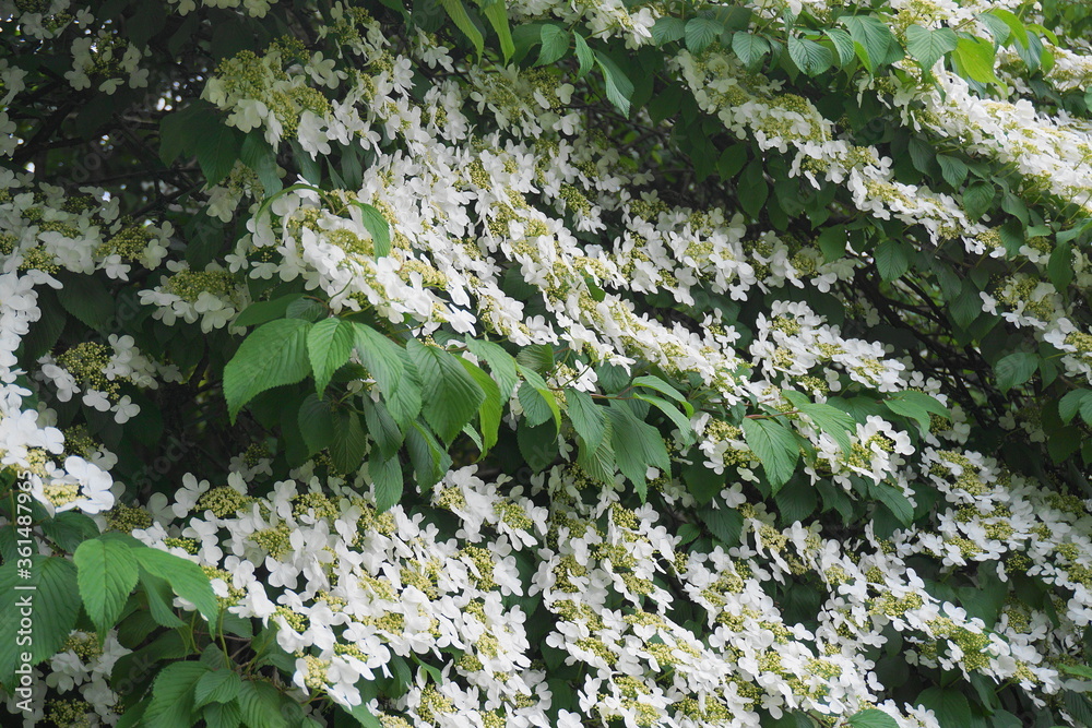 Delicate and beautiful small white Hydrangea paniculata Tardiva flowers ...