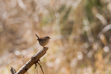 Wall Mural - An inconspicuous wren sits on a branch