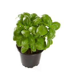 Sticker - growing basil herb isolated on white background