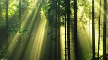 Magical Gold Colored Sun Rays Through Forest Tree Landscape 