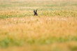 © ysbrandcosijn - A male deer between wheat field.