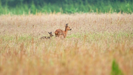 Wall Mural - A mother deer with calf between tall grass in a field.