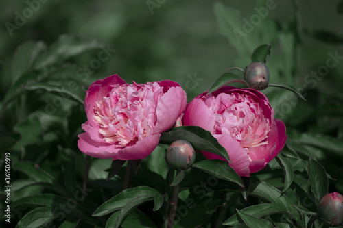 Pale pink peonies on a background of green leaves.