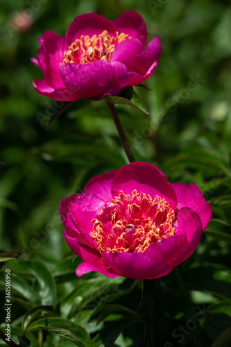 Pale pink peonies on a background of green leaves.