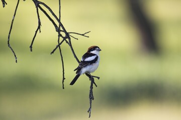 Sticker - Selective focus shot of a small bird sitting on the bench of the tree