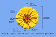 Photographic Science Diagram Illustrating A Composite Yellow Zinnia Showing The Main Parts Of The Flower On A Light Blue Background