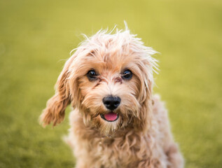  portrait of a dog, cavoodle puppy