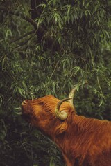 Sticker - Vertical shot of a brown highland bull eating tree leaves