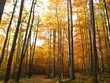 Widok na jesienny las