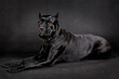Black big dog of breed Cane Corso on a black background.