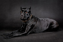 Black Big Dog Of Breed Cane Corso On A Black Background.