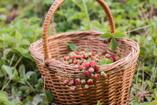 Ripe Delicious Wild Strawberries In A Wicker Basket