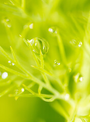 Drops of water on a green plant on nature.