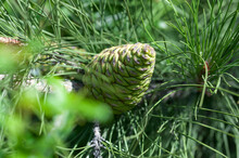 Green Pinecone Hanging On A Pine Branch. An Unripe Pine Cone.