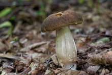 Edible Mushroom Leccinum Pseudoscabrum In In A Deciduous Forest. Known As Hazel Bolete. Wild Edible Mushroom With Brown Cup, Growing In The Leaves.