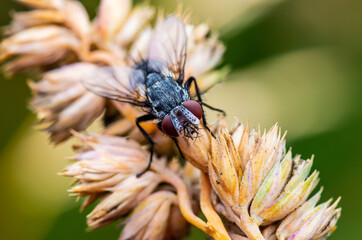 Wall Mural - Exotic Colorful Blue Fly Drosophila Diptera Insect Macro