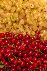 White and red currants