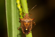 Euschistus Heros - Neotropical Brown Stink Bug Is One Of The Most Important Pests Of Soybeans