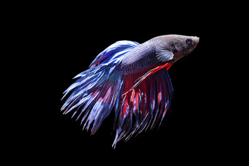 Wall Mural - siam betta fighting fish