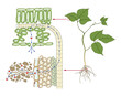 Water transport system in plants