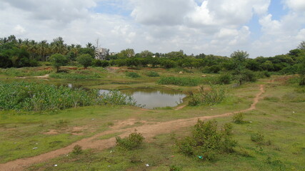 landscape with river and forest