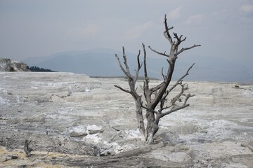 Sticker - Dry branches of a plant growing on the rocky ground at the Yellowstone National Park