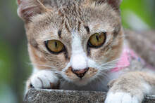 Close Up Adorable Thai Stripe Cat