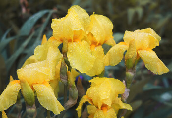 Bright yellow iris flowers in the summer. Variety Morning Sunlight.