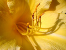 Stamens Of A Yellow Flower. Pollen-containing Anthers. Details Of A Flower's Anatomy In Close-up. Sun-like Warm Vivid Yellow.