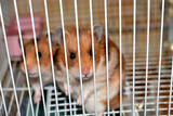 Fototapeta Zwierzęta - two hamsters in white cage