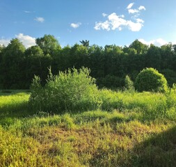 beautiful growing green forest and clearing on a bright sunny day